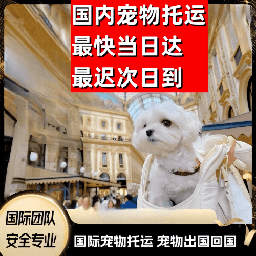 青岛到澳大利亚（澳洲）宠物入境规定和要求